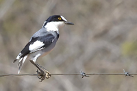 Lanioturdus torquatus